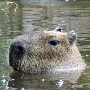 Kapibara ūdenī Rīgas Zoo
